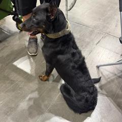 Max - Black and tan male Beauceron puppy in Vale, North Carolina from Von Katzenstein Kennel