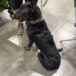 Max - Black and tan male Beauceron puppy in Vale, North Carolina from Von Katzenstein Kennel