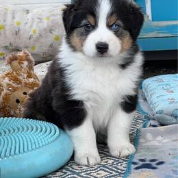 Tux - Black tri-color male Australian Shepherd puppy in Kearney, Nebraska from Helix Aussies