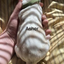 Asher - Tan and white male Basset Hound puppy in Ringling, Oklahoma from BnL Bassets