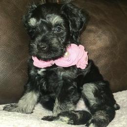 Annika - Black and silver female Miniature Schnauzer puppy in Graham, Washington from Kristy's French Bulldogs & Mini Schnauzers