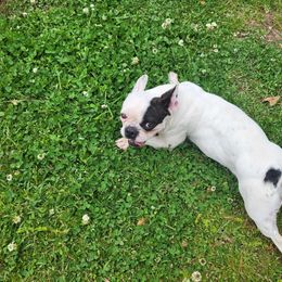Sandy - French Bulldog