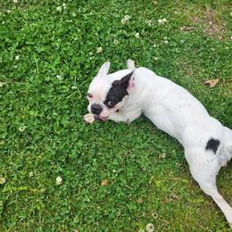 Sandy - French Bulldog