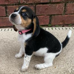 Girl 1 Pink - Black and white female Beagle puppy in Crestview, Florida from Alicia's Beagles