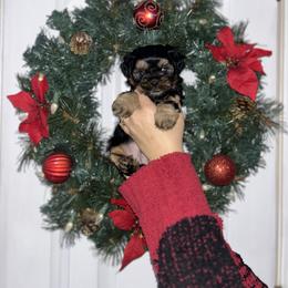 Brownie - Black and tan female Shih Tzu puppy in East Haven, Connecticut from Adam & Eve Pups CT