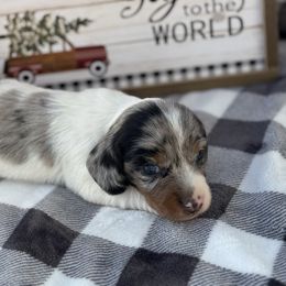 Okie - Dapple male Dachshund puppy in Colbert, Oklahoma from Brooke Crenshaw