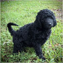 Goldendoodle, Labradoodle, and Poodle Puppies from Mississippi Retrievers