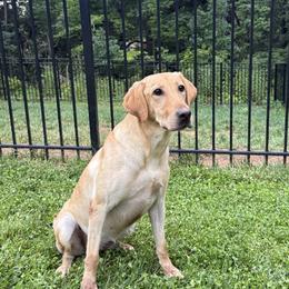Jackie - Labrador Retriever
