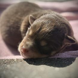 Sparkles - Red tri female Toy Australian Shepherd puppy in North Lakeport, California from Wild Rose Ranch