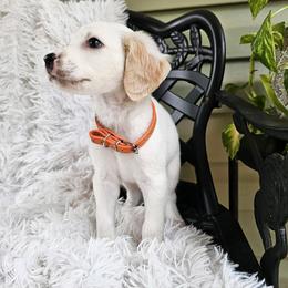 Sevendust- Lemon long coat - White and lemon male Dalmatian puppy in Gray, Georgia from Fuller Spots