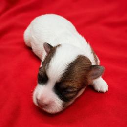 Dixie - Tri-color female Coton de Tulear puppy in Pflugerville, Texas from Beethoven’s Cotons