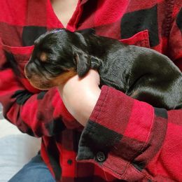 Girl 1 - female Gordon Setter puppy in from Katherine's Golden Retrievers, Gordon Setters, and English Setters