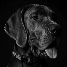 Great Dane puppies from Halsey Danes