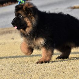 German Shepherd Puppies from Extreme German Shepherds