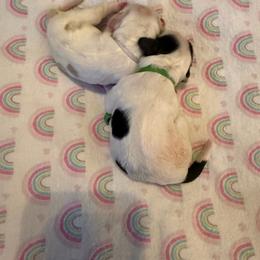Green collar boy - Black and white male Cocker Spaniel puppy in Boca Raton, Florida from Gold-Coast Cockers