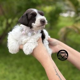 AKC LIVER PARTI GIRL - Parti female Miniature Schnauzer puppy in Lake Placid, Florida from Love Giver Schnauzers