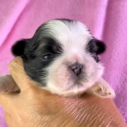 Goldie - Gold and white female Shih Tzu puppy in Winston Salem, North Carolina from Little Miracles Shih Tzu