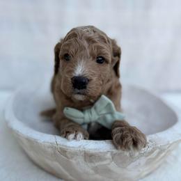 Brew - Red  male Goldendoodle puppy in Rio Linda, California from Plush Doodles