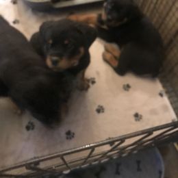 Rottweiler Puppies from Von Helden Herz