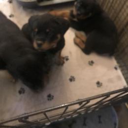 Rottweiler Puppies from Von Helden Herz