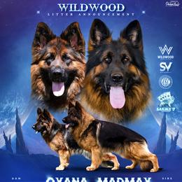Legend - Black and red male German Shepherd puppy in Canton, Texas from WILDWOOD GERMAN SHEPHERDS