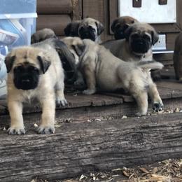Mastiff Puppies from Majestic Mastiffs of Florida