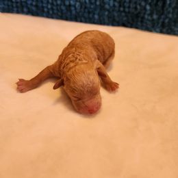 Kocoum - Apricot male Poodle puppy in San Tan Valley, Arizona from Desert Storm Poodles