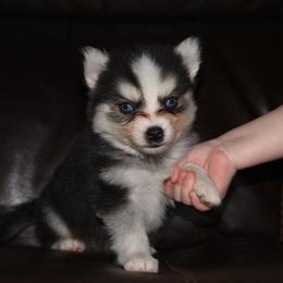 Badger - Black and white male Pomsky puppy in Coos Bay, Oregon from Ocean View Pomskies
