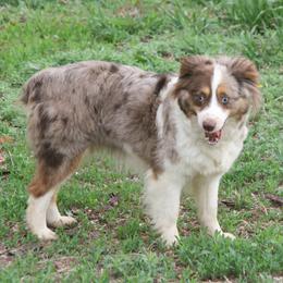 Daphne - Miniature Australian Shepherd