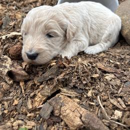 Kahlua - Gold female Bordoodle puppy in Indianapolis, Indiana from Indiana Bordoodles