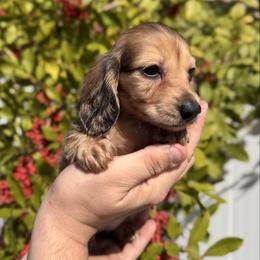 Rosalie - AKC - Cream female Dachshund puppy in Englewood, Florida from Dach of Doxies