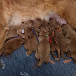 Boy 1 - Dark golden male Golden Retriever puppy in North Ogden, Utah from PDA Goldens