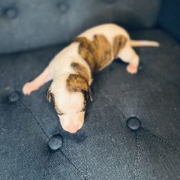 Edelweis - White and red brindle female Whippet puppy in Clinton, Tennessee from Ivanhoe Borzoi