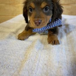 Dachshund Puppies from Shiloh Ridge Dachshunds