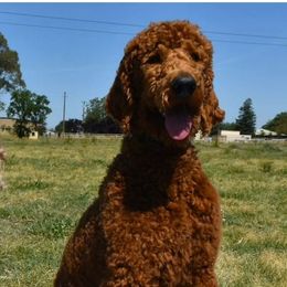 Drake - Poodle