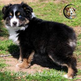 Aussiedoodle, Australian Shepherd, Miniature Australian Shepherd, and Toy Australian Shepherd Puppies from 3Laussies