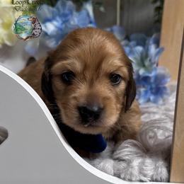 Storm - Cream male Dachshund puppy in Fayetteville, West Virginia from Loop Creek Dachshunds