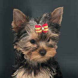 Athena - Blue and gold female Yorkshire Terrier puppy in Kendallville, Indiana from Yorkies Kisses/Rusalka Siren Song