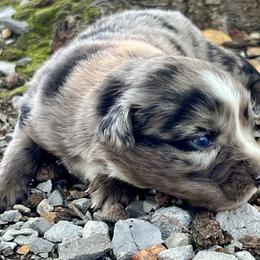 Smokey - Blue merle male Miniature Australian Shepherd puppy in White Plains, Kentucky from Garrett’s Ridge Farm