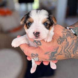 Marti - Parti female Yorkshire Terrier puppy in Jacksonville, Florida from Yorktown Yorkies