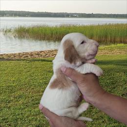 Bocephus - Red and white male Basset Hound puppy in Denison, Texas from Emma Lou's Baby Bassets