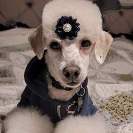 Poodles from Keta Young