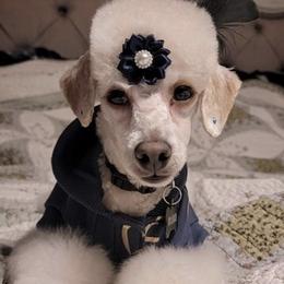 Poodles from Keta Young