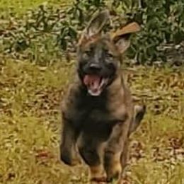 German Shepherds from Le Ha German Shepherds