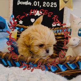 Chihuahua and Shih Tzu Puppies from C&E Royal Shih Tzu