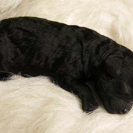 Poodle Puppies from Christina's Poodles
