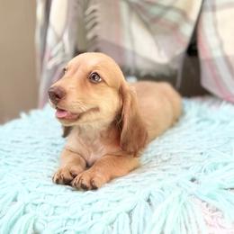 Marty - Cream male Dachshund puppy in Decatur, Mississippi from KP Dachshunds