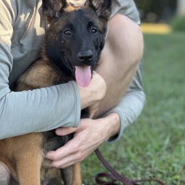 Belgian Malinois Puppies from Fromage Malinois