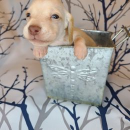 Dachshund Puppies from Far Far Away Dachshunds