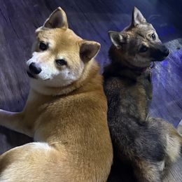 Shiba Inu from SmolBeans Kennel